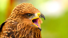 Schwarzmilan (5).jpg